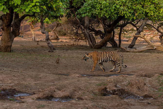 Ranthambhore Tiger